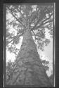 Florida Pine