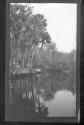 [Palm trees along river]