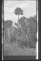 [Forest view]