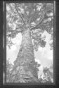 [View up into tree]