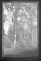 [Forest view]