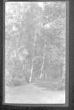 [Forest view]
