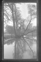 [Tree along river]