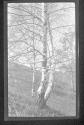 [Tree]