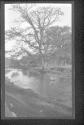 [Tree & river]