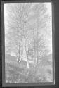 [Trees]