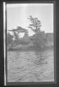 [Trees on small island in river]