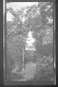 [Forest view]