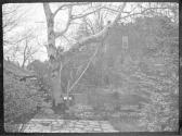 [Tree in yard]