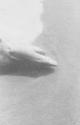 [Shark]