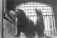 [Seals-Circus Knie]