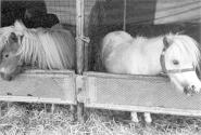 [Shetland Ponies-Circus Knie]