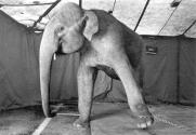 [Elephant-Circus Knie]
