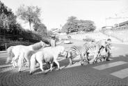 [Circus Animals on Street]