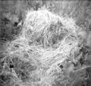 Hay Mound, 1979