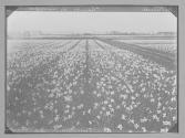 Hollande Champs de Narcisses/Photo Office Tourisme Hollandais
