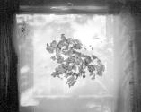 Wasp Nest Paper Arrangement. Newtown 1972
