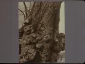 Tree trunk - Colonial Williamsburg