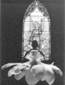 [Stained Glass Window with Flower]