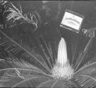 [Plant Form & Mouth]