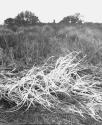 [Dry Weeds by Beach]