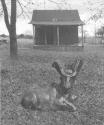 [Sculpture of Animal on Lawn]