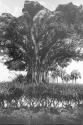 Rock Tree