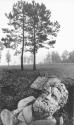 [Sculpture Head in Landscape]