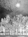[Trees]