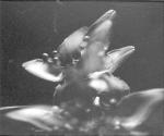 Self-Portrait as a Plant