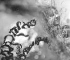 [Woman with Plant Forms]