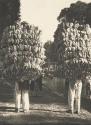 [Two men carrying large loads on backs]