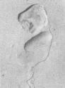 S.W. 8