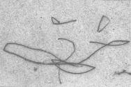 S.W. 7