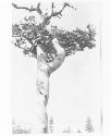 [Whirling Pine Top]