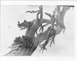 [The Dragon Tree]