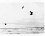 [Gulls and Clouds, By the Wind]