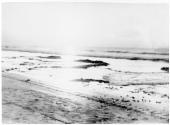 Low Tide (Kelp)
