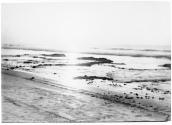 Low Tide (Kelp)