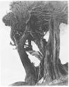 [Twisted tree]