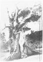 [The Heart of the Tree]