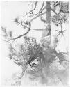 [The Dryad]