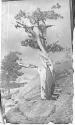 [The Dying Cedar]
