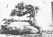 [The Ancient Pine]