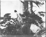 [The Pine Sprite]