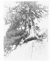 [The Dryads]