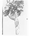 [Whirling Pine Top]