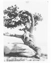 [Nude sitting in tree]