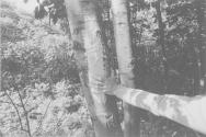 Untitled - (Hand w/ Tree, New York)