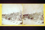 Trees in Winter.